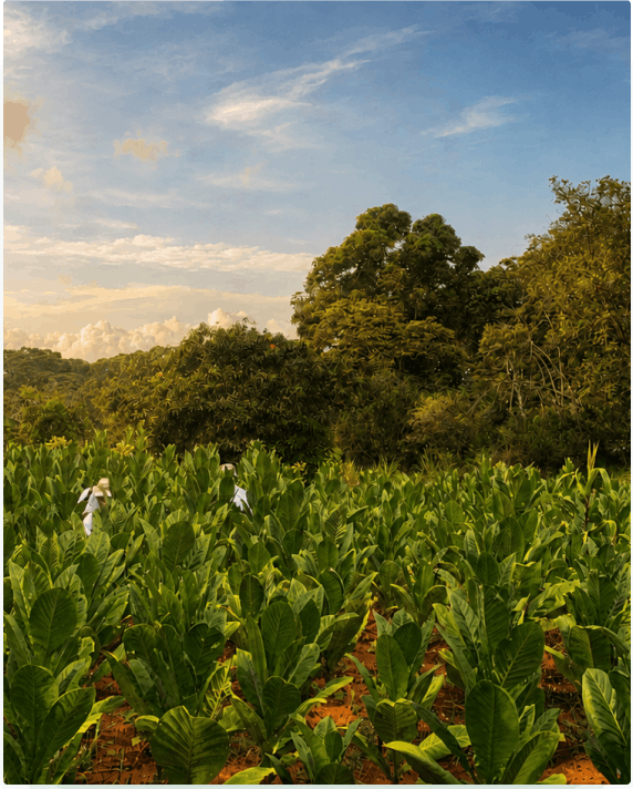Cultivo de Tabaco