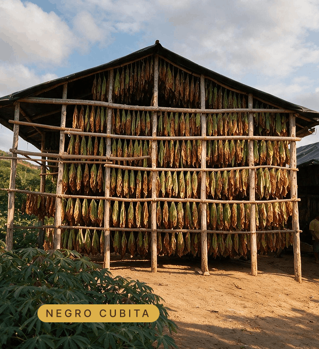 Tabaco Burley (1)