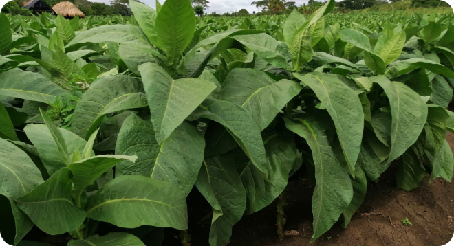 Tabaco Negro Cubita