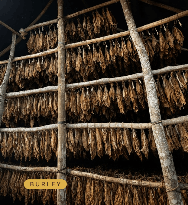 Tabaco Rubio Burley